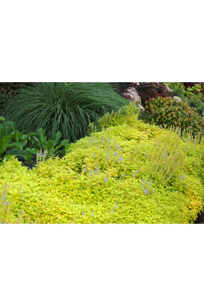 Przetacznik 'Aztec Gold' Veronica