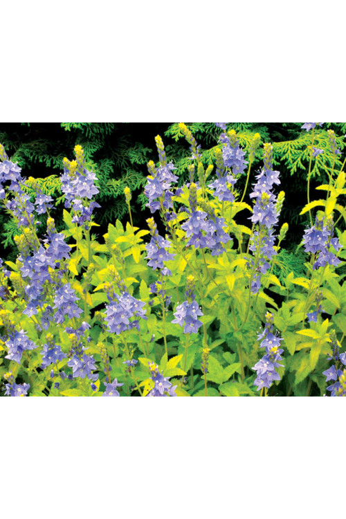 Przetacznik 'Aztec Gold' Veronica