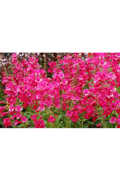 Penstemon 'Cha Cha Hot Pink' Penstemon