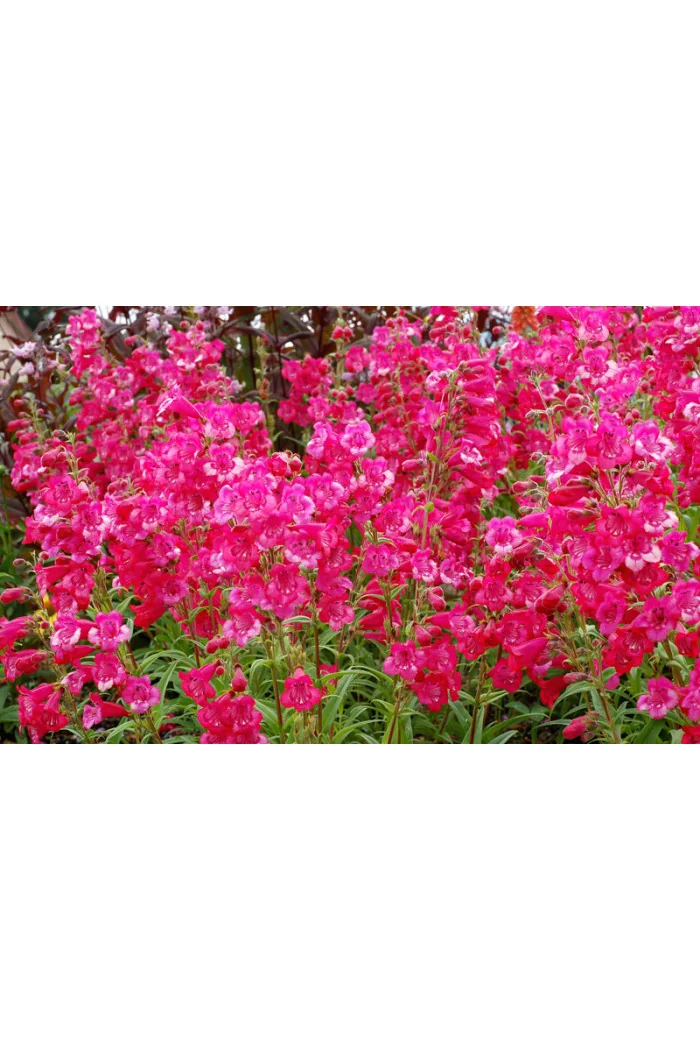 Penstemon 'Cha Cha Hot Pink' Penstemon