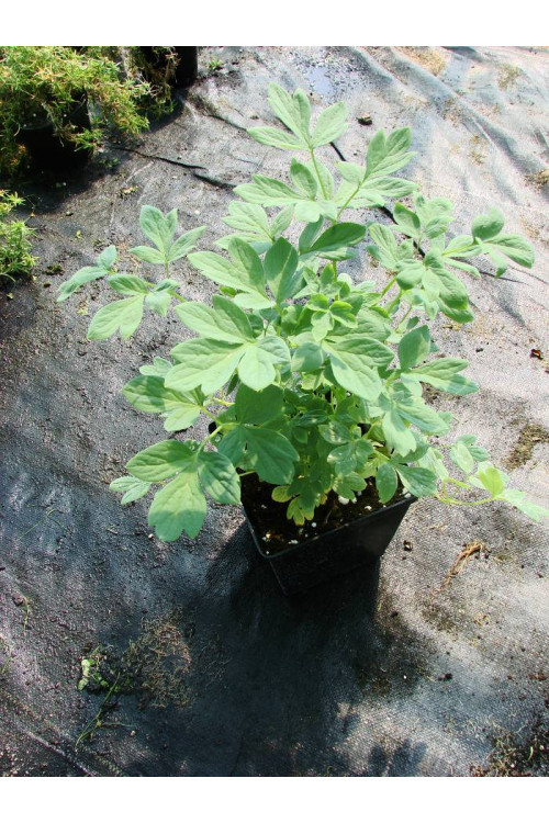 Serduszka okazała | Dicentra spectabilis