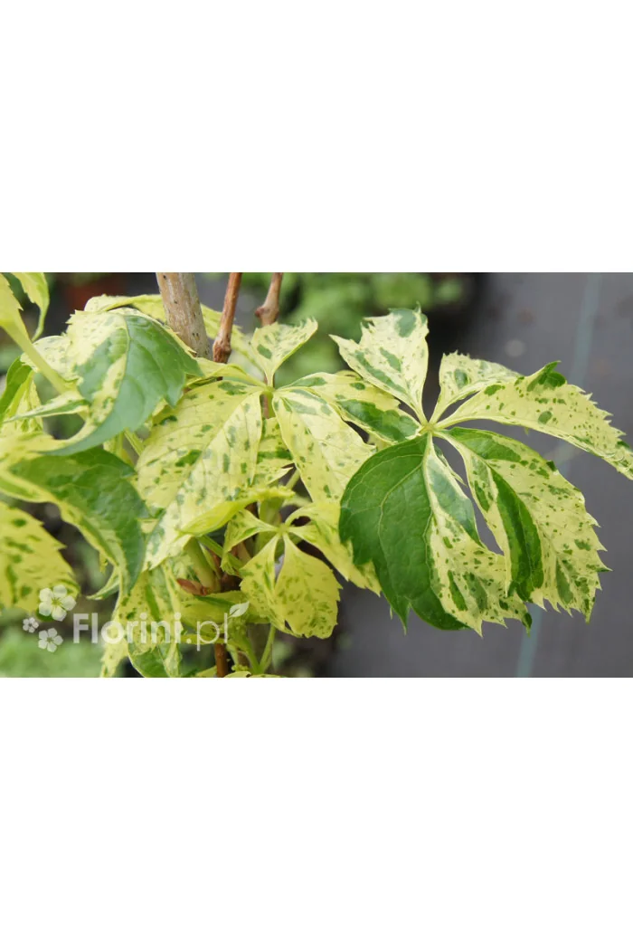 Winobluszcz, winobluszcz Star Showers, winobluszcz o pstrych liściach, Parthenocissus