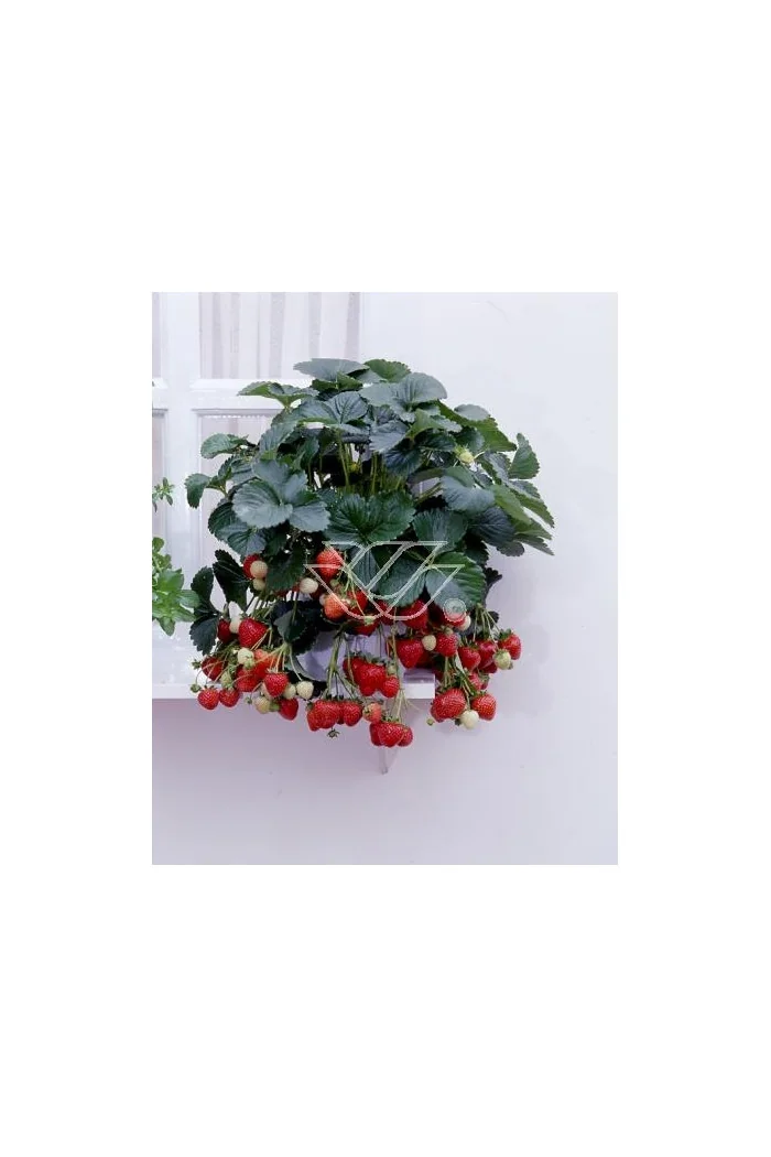 Truskawka pnąca, truskawka zwisająca, truskawka Toscana