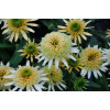 Jeżówka 'Buttercream' Echinacea