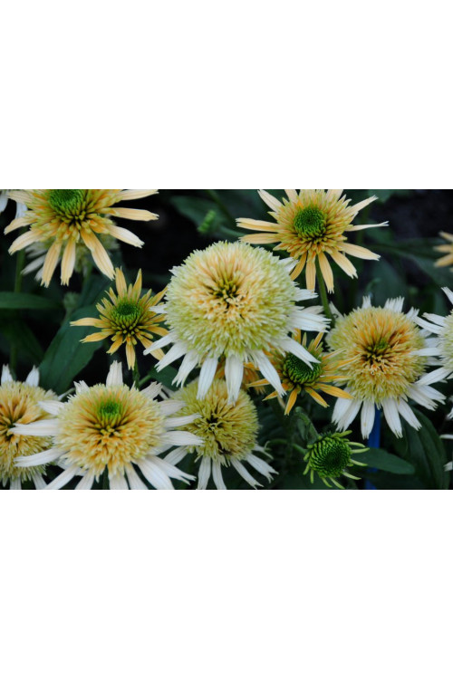 Jeżówka 'Buttercream' Echinacea