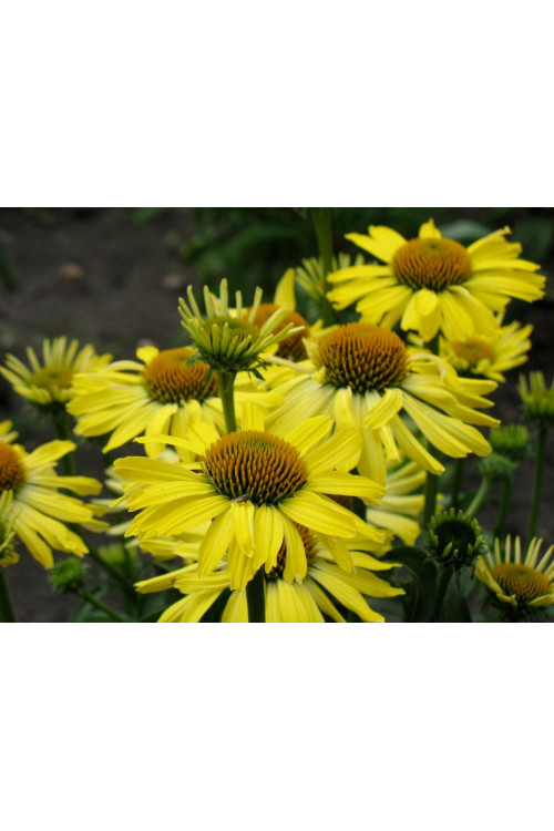 Jeżówka 'Cleopatra' Echinacea