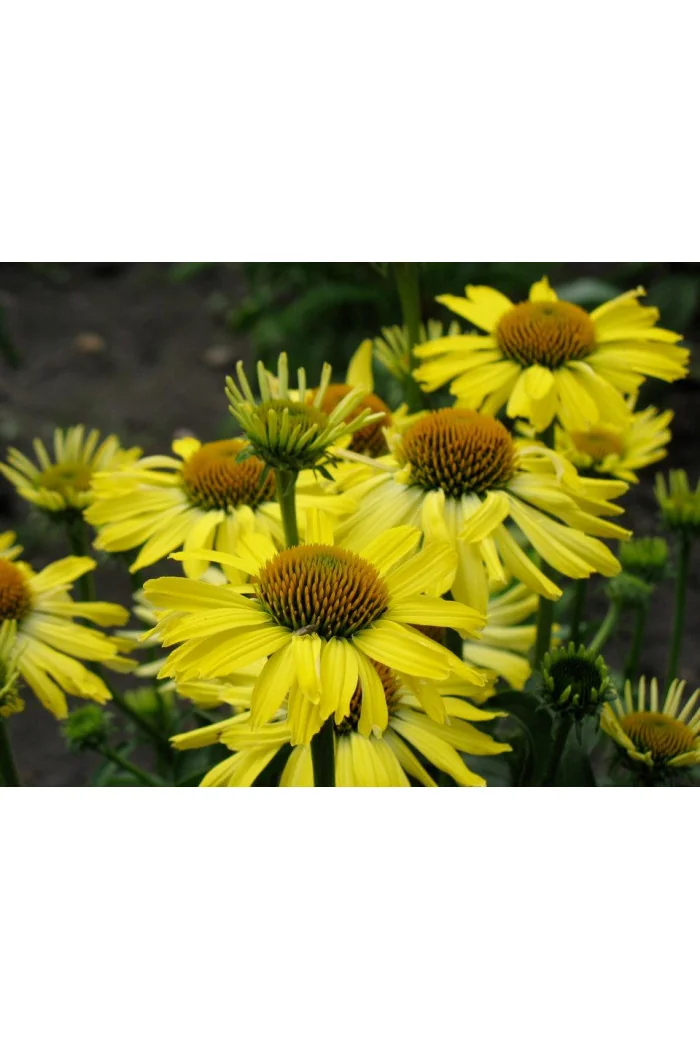 Jeżówka 'Cleopatra' Echinacea