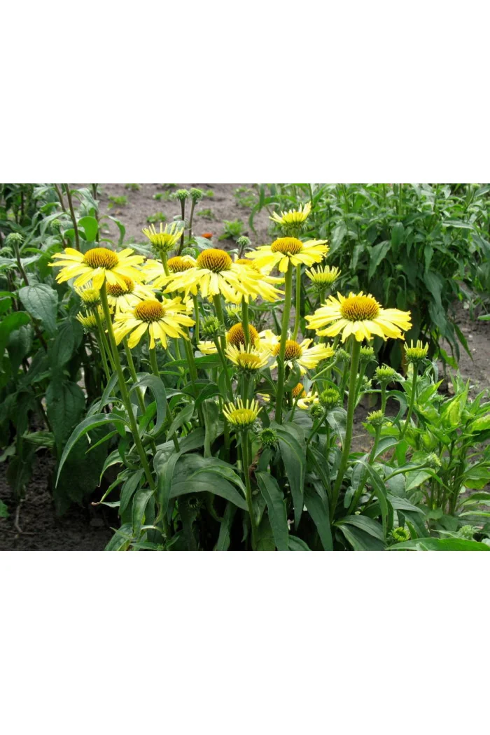 Jeżówka 'Cleopatra' Echinacea