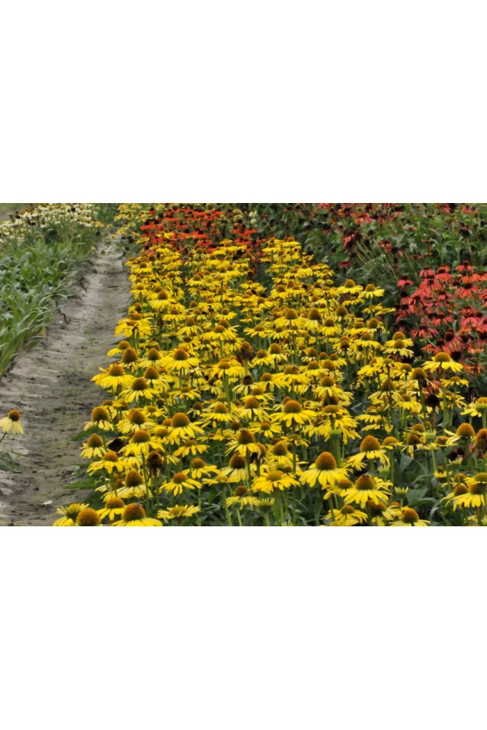 Jeżówka 'Cleopatra' Echinacea