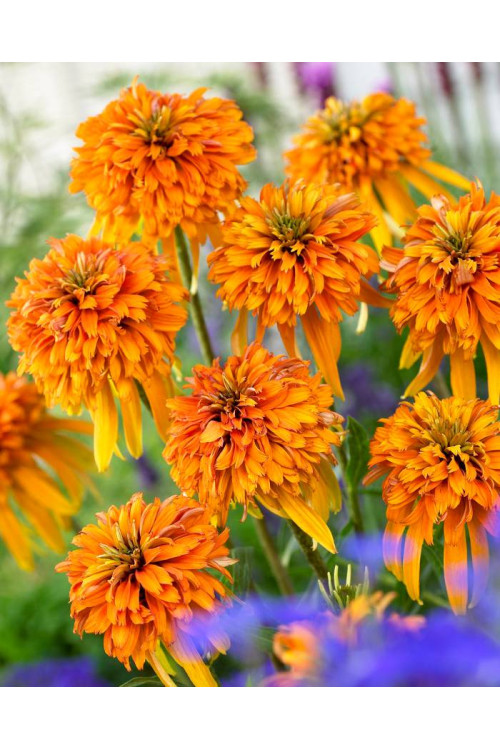 Jeżówka 'Marmalade' Echinacea