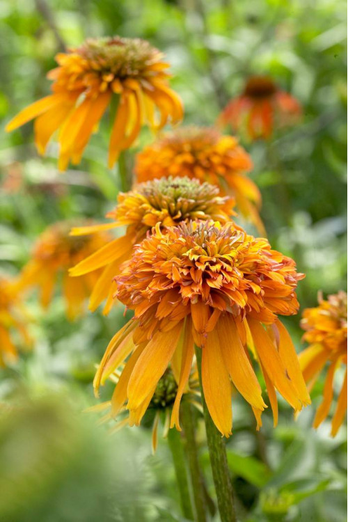 Jeżówka 'Marmalade' Echinacea