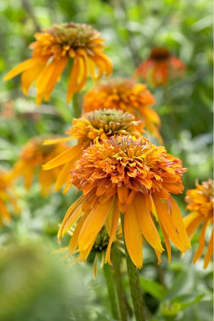 Jeżówka 'Marmalade' Echinacea
