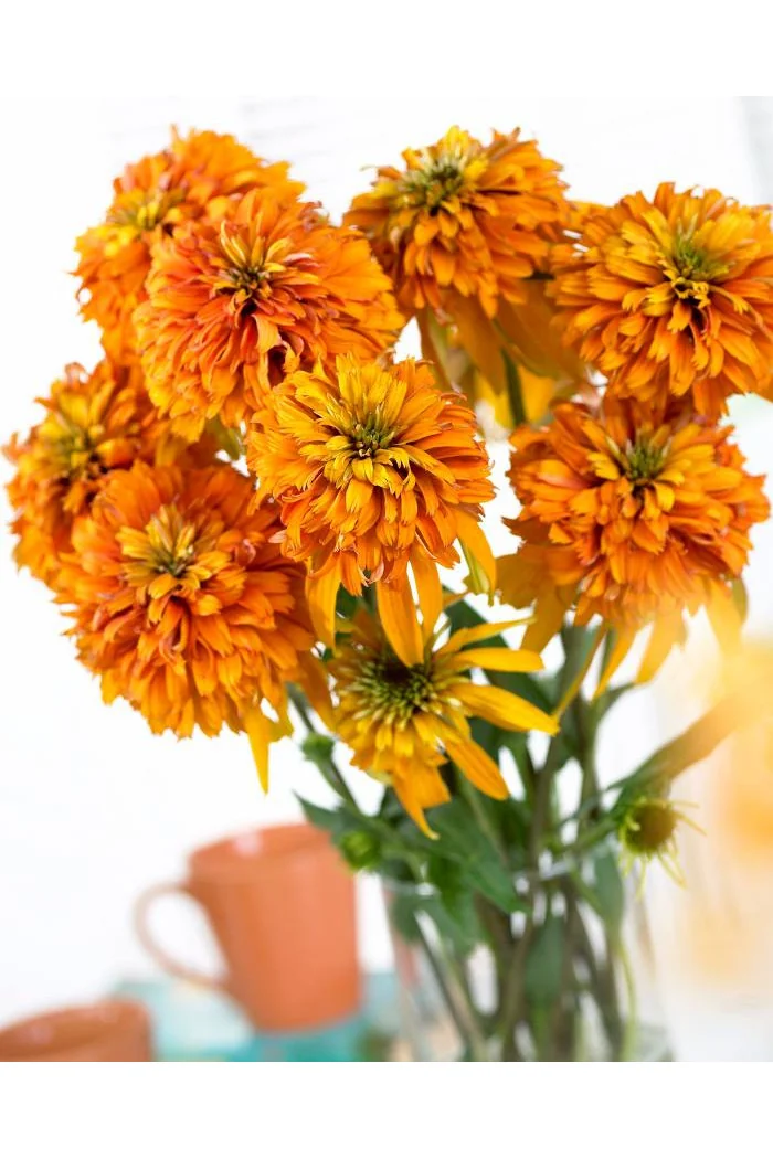 Jeżówka 'Marmalade' Echinacea