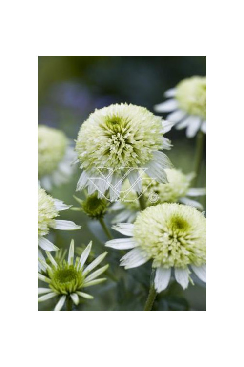 jeżówka, jeżówka Meringue ,echinacea, echinacea Meringue