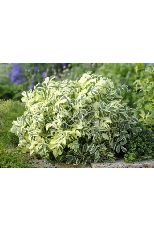 wielosił, polemonium