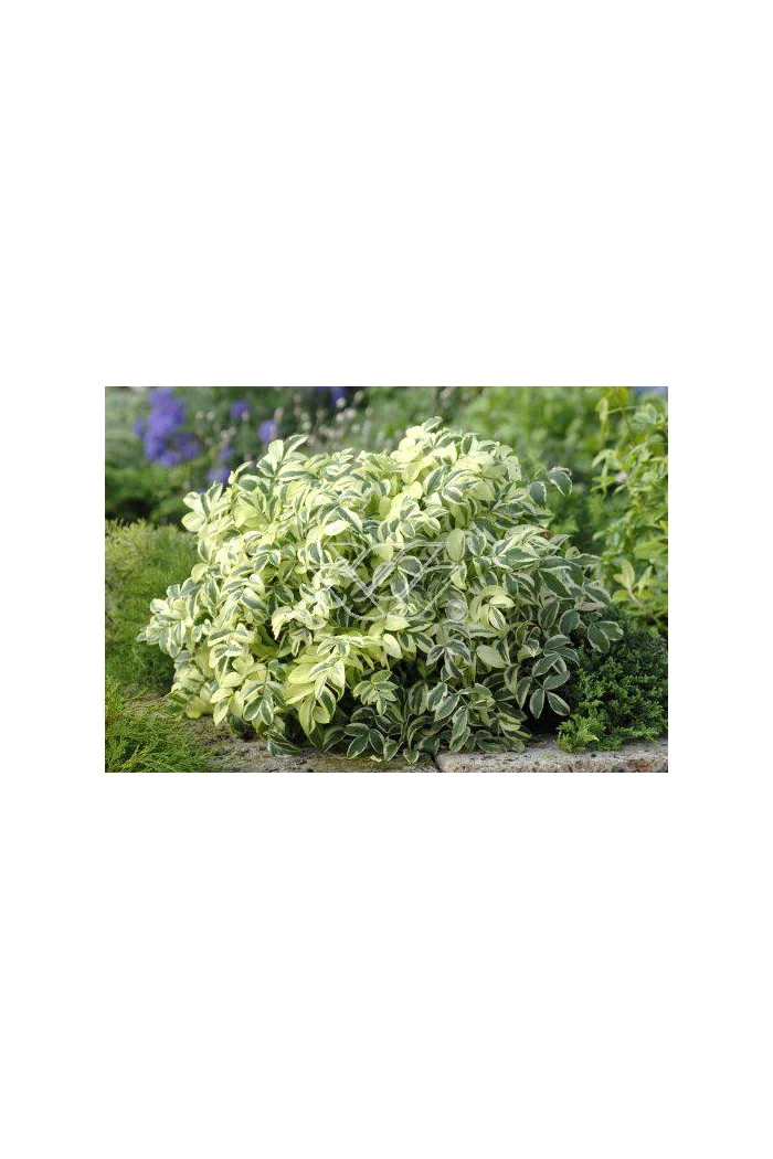 wielosił, polemonium