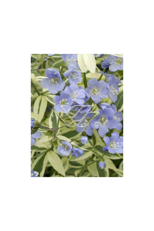 wielosił, polemonium