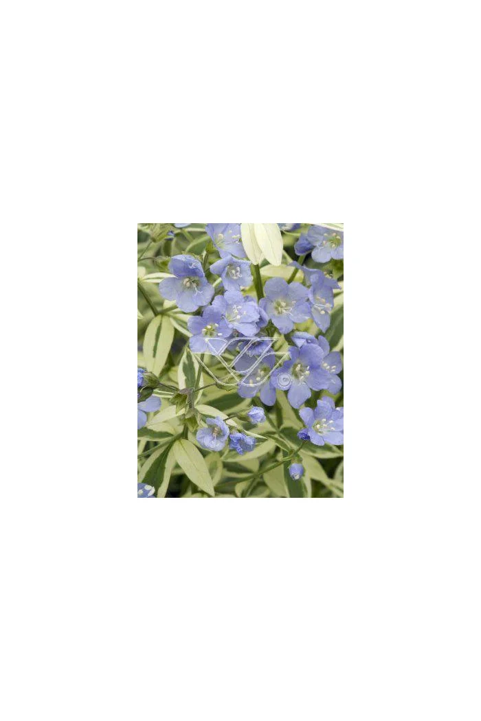 wielosił, polemonium