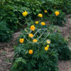 Pełnik europejski | Trollius europaeus