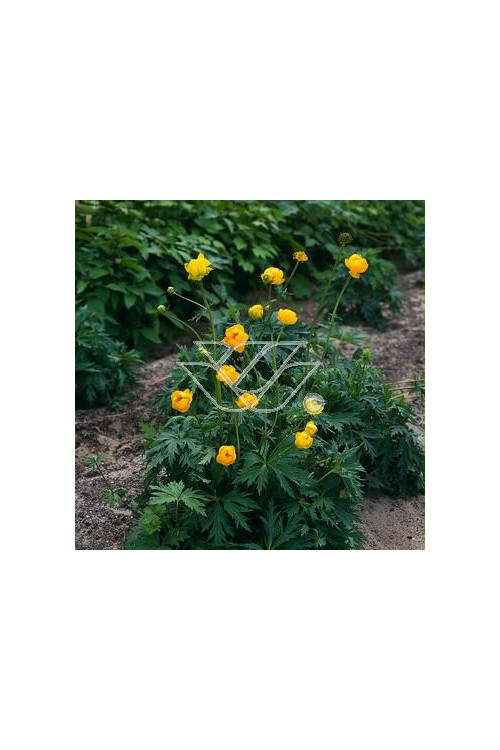 Pełnik europejski | Trollius europaeus