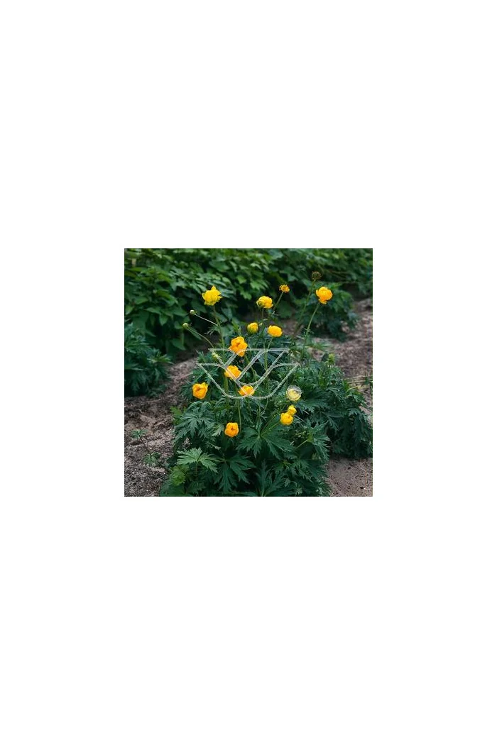 Pełnik europejski | Trollius europaeus