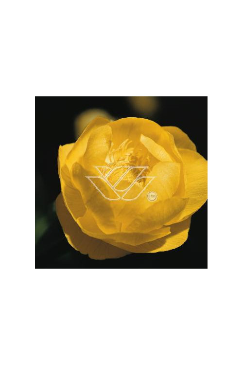 Pełnik europejski | Trollius europaeus