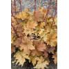 Żurawka 'Amber Waves' Heuchera