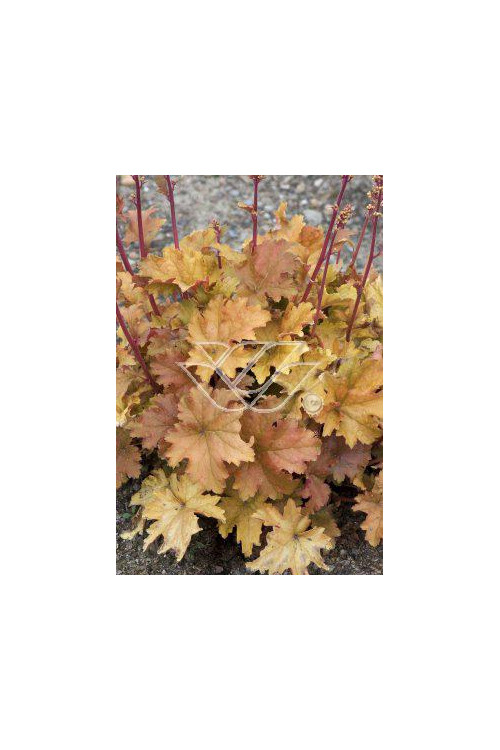 Żurawka 'Amber Waves' Heuchera