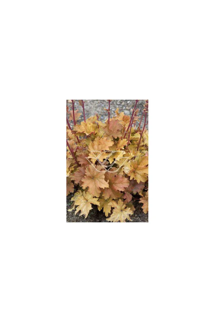 Żurawka 'Amber Waves' Heuchera