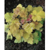 Żurawka 'Amber Waves' Heuchera