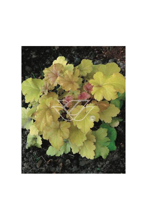 Żurawka 'Amber Waves' Heuchera