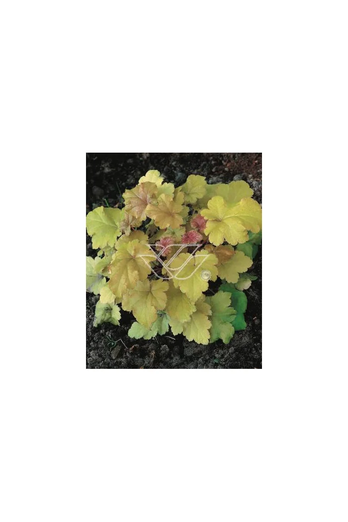 Żurawka 'Amber Waves' Heuchera