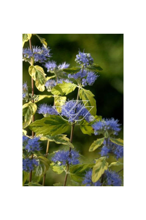 Barbula 'White Surprise' Caryopteris × clandonensis