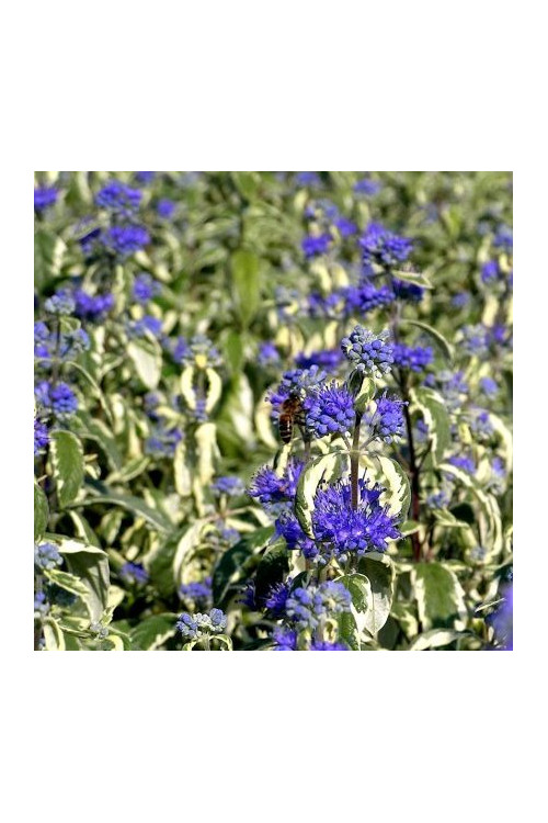 Barbula 'White Surprise' Caryopteris × clandonensis