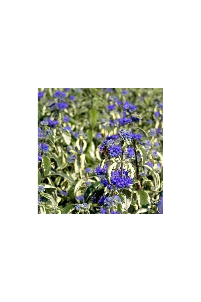 Barbula 'White Surprise' Caryopteris × clandonensis