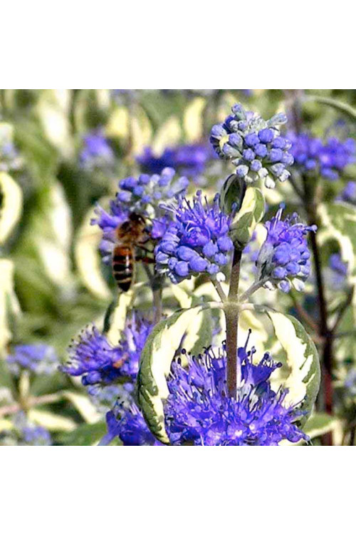 Barbula 'White Surprise' Caryopteris × clandonensis