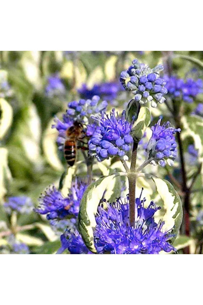 Barbula 'White Surprise' Caryopteris × clandonensis