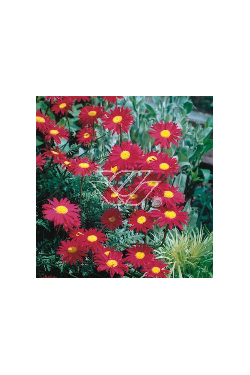 złocień, złocień robinson red