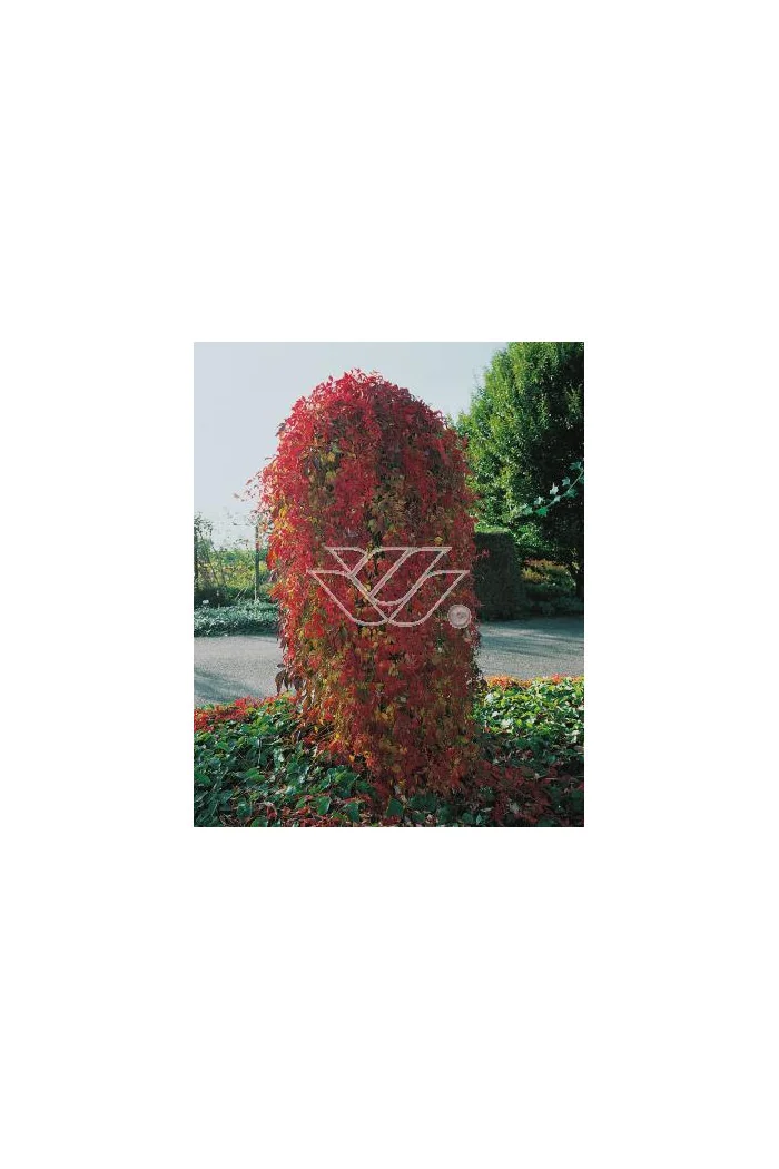 Winobluszcz, winobluszcz Murorum, winobluszcz pięcioklapowy, Parthenocissus