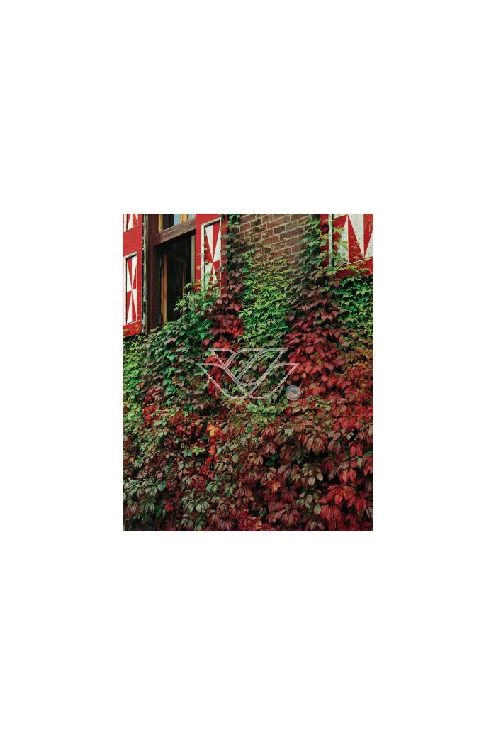 Winobluszcz, winobluszcz Murorum, winobluszcz pięcioklapowy, Parthenocissus