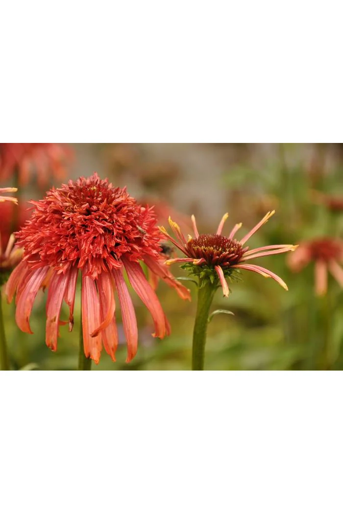 Jeżówka 'Guava Ice' Echinacea