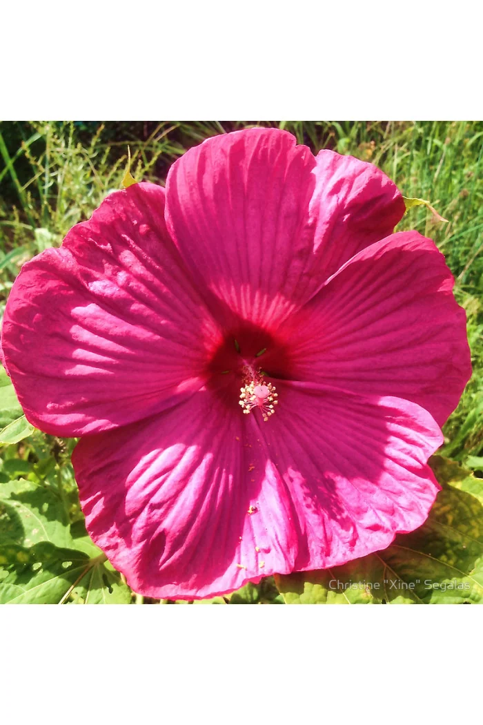 Hibiskus bylinowy, Hibiscus, hibiskus Sultry Kiss
