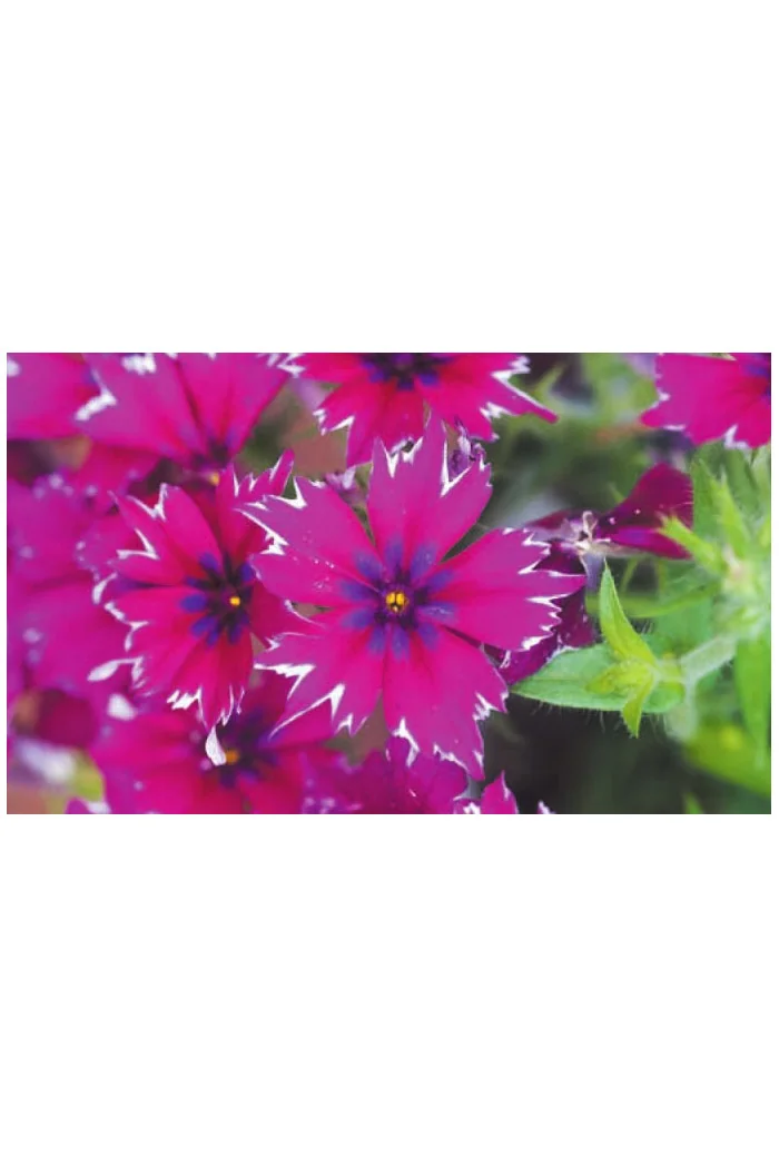 Floks wiechowaty 'Purple Star' | Phlox panniculata
