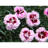 goździk, dianthus