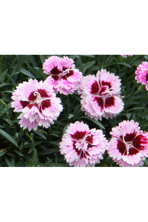 goździk, dianthus