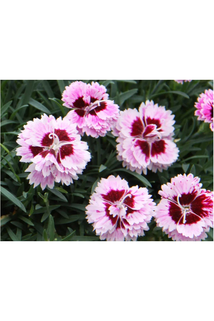 goździk, dianthus