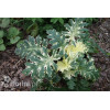 Akant 'Whitewater' | Acanthus mollis