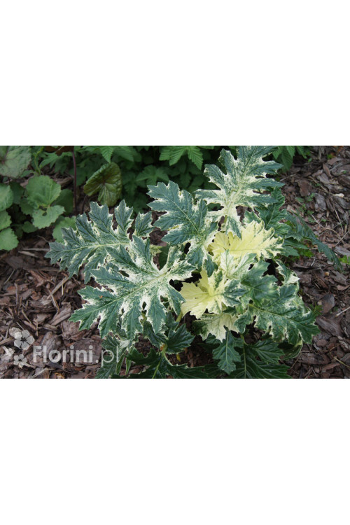 Akant 'Whitewater' | Acanthus mollis