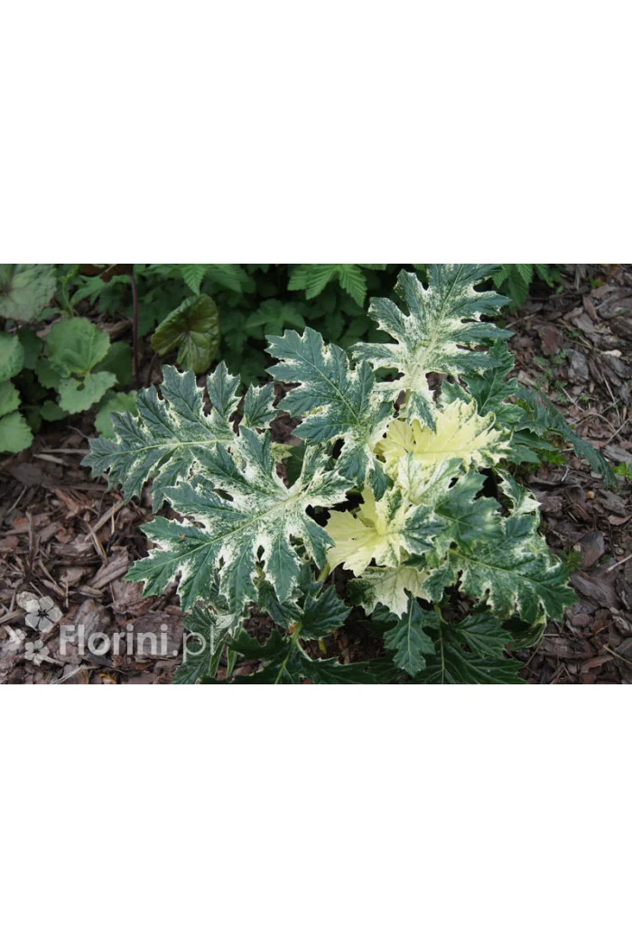 Akant 'Whitewater' | Acanthus mollis