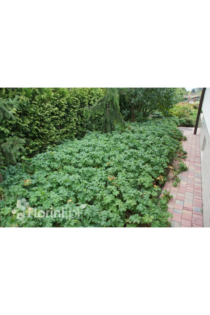 Bodziszek wspaniały | Geranium x magnificum